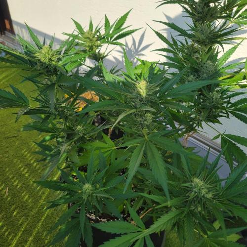 Guava Auto balcony 🌱. Week 7