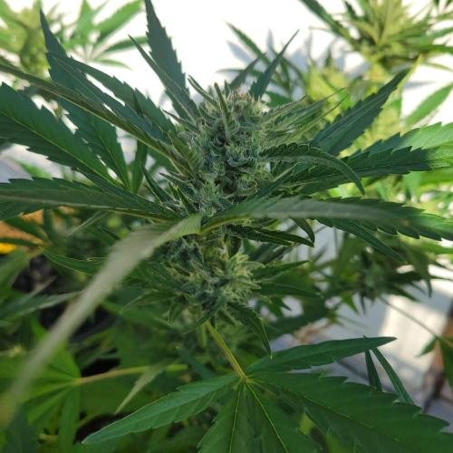 Guava Auto balcony 🌱. Week 7