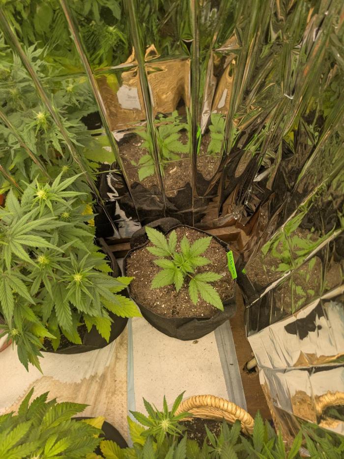 2026 lsd 25 auto. Week 2