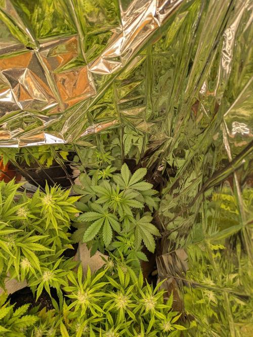 2026 lsd 25 auto. Week 3
