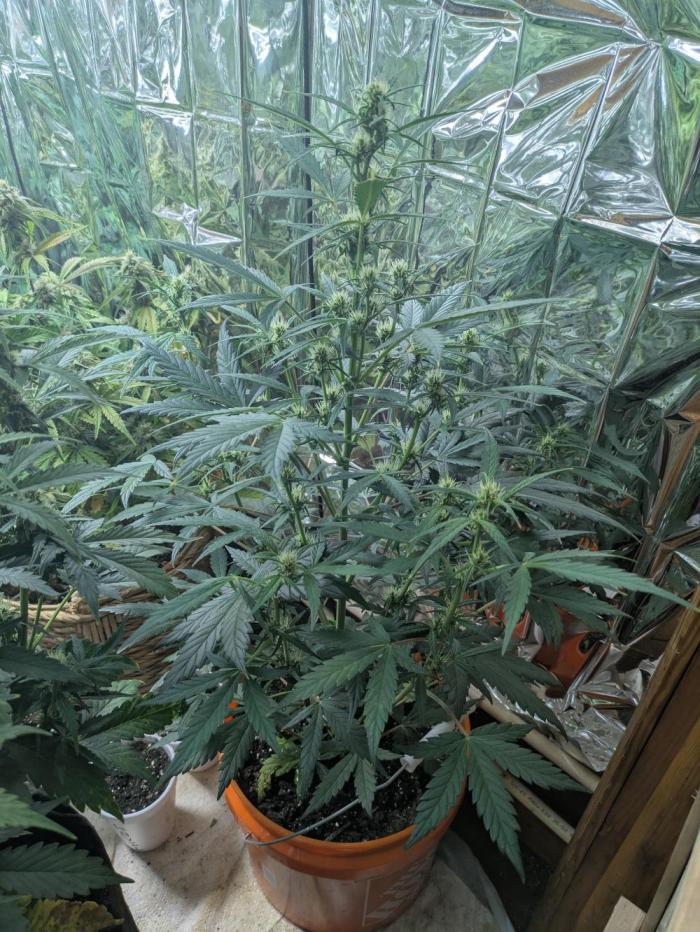 2026. Week 1 - attempting a reversal on this dark devil auto. wish me luck. using cannabinology spray 
