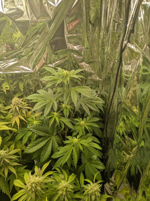 LSD-25 Auto. Week 1