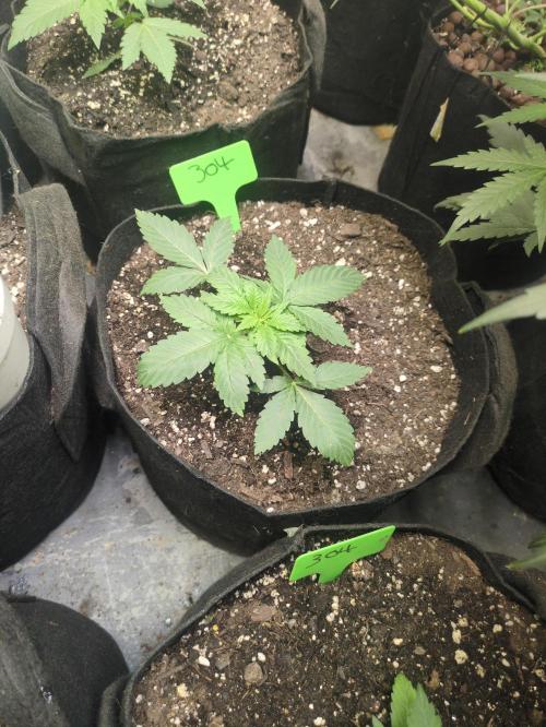 FC3000-EVO 300W Full Spectrum LED. Week 2