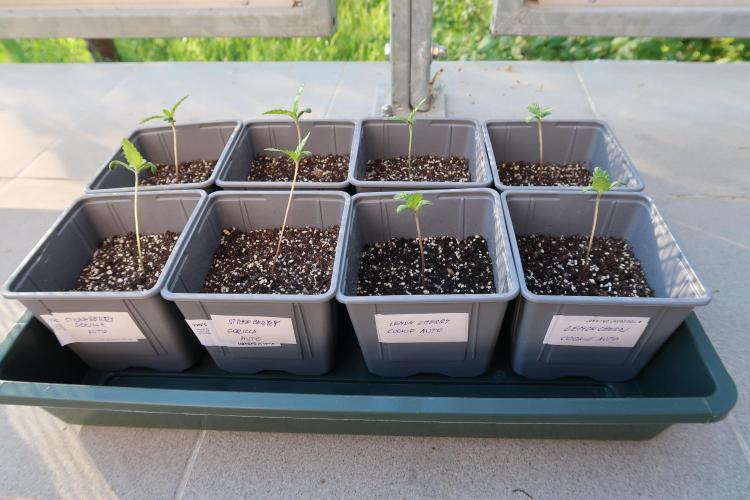 South Moravian outdoor garden 2026. Week 2