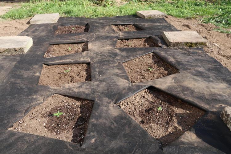 South Moravian outdoor garden 2026. Week 2