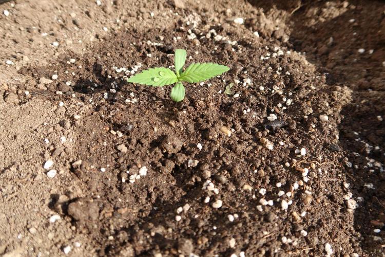 South Moravian outdoor garden 2026. Week 2
