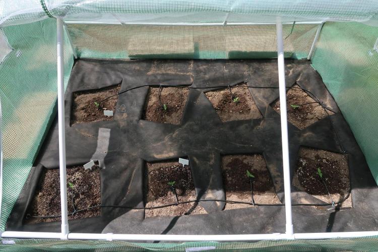 South Moravian outdoor garden 2026. Week 2