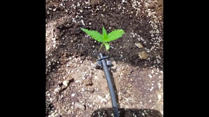 South Moravian outdoor garden 2026