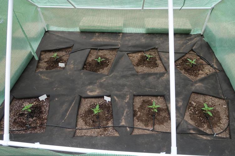 South Moravian outdoor garden 2026. Week 3