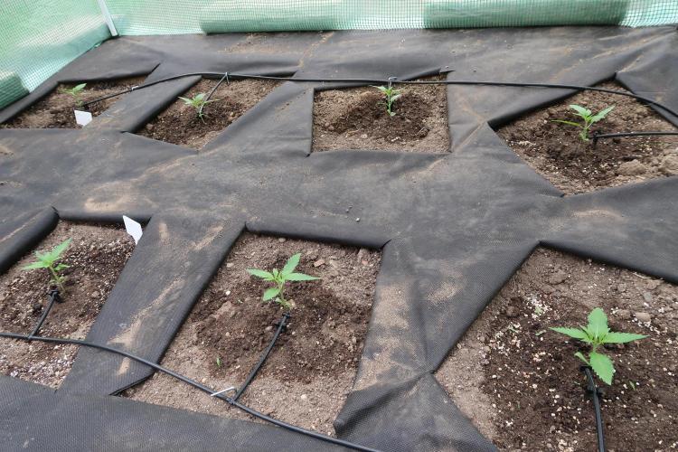 South Moravian outdoor garden 2026. Week 3
