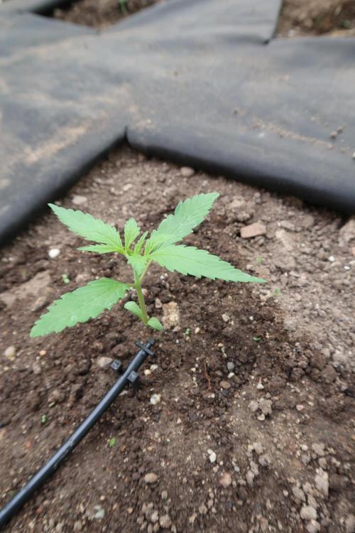 South Moravian outdoor garden 2026. Week 3