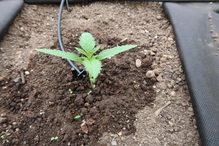 South Moravian outdoor garden 2026. Week 3