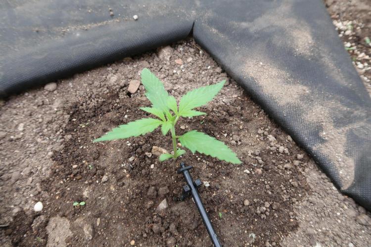 South Moravian outdoor garden 2026. Week 3