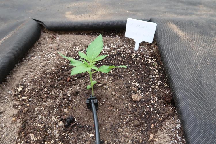 South Moravian outdoor garden 2026. Week 3