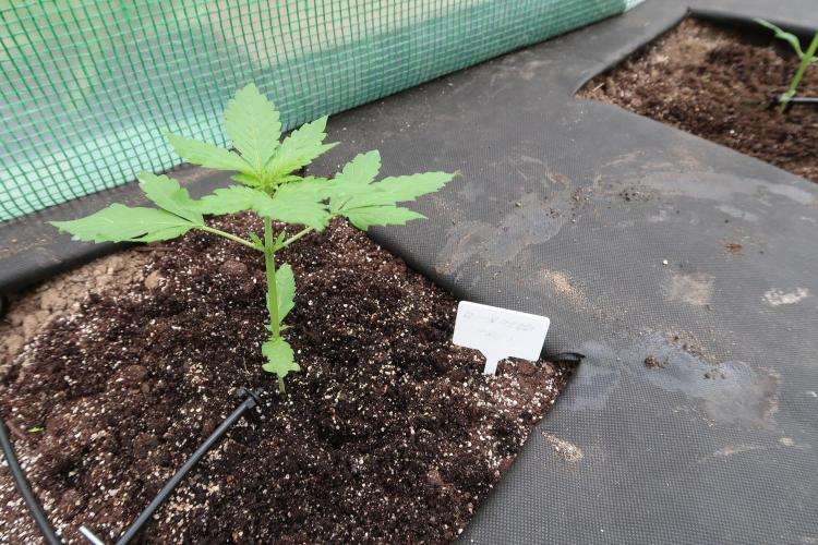 South Moravian outdoor garden 2026. Week 4