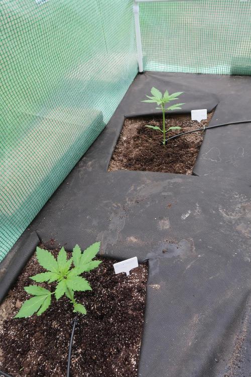 South Moravian outdoor garden 2026. Week 4