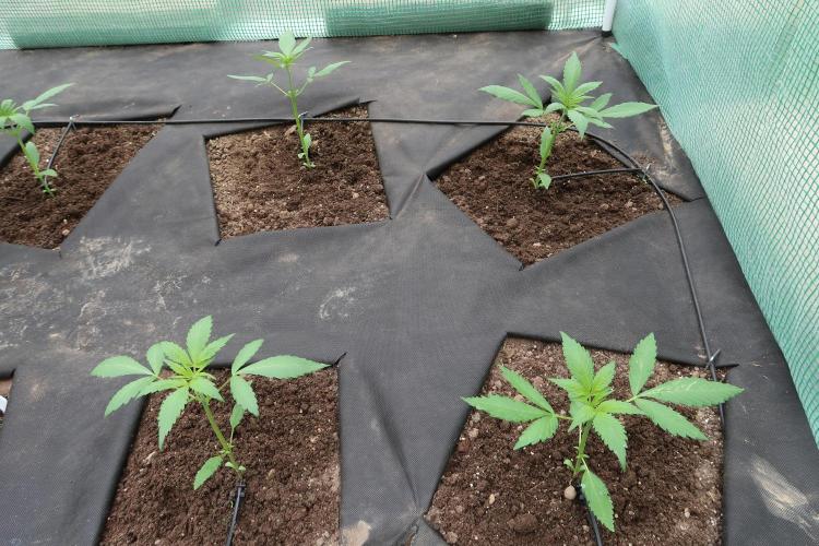 South Moravian outdoor garden 2026. Week 4