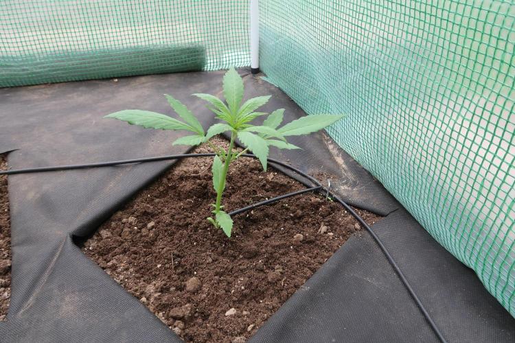 South Moravian outdoor garden 2026. Week 4