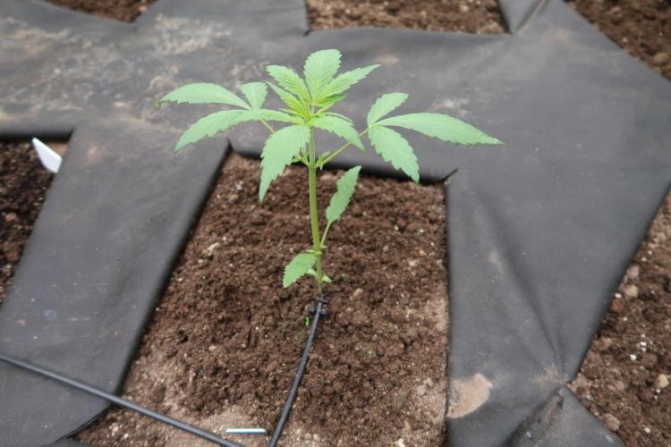 South Moravian outdoor garden 2026. Week 4
