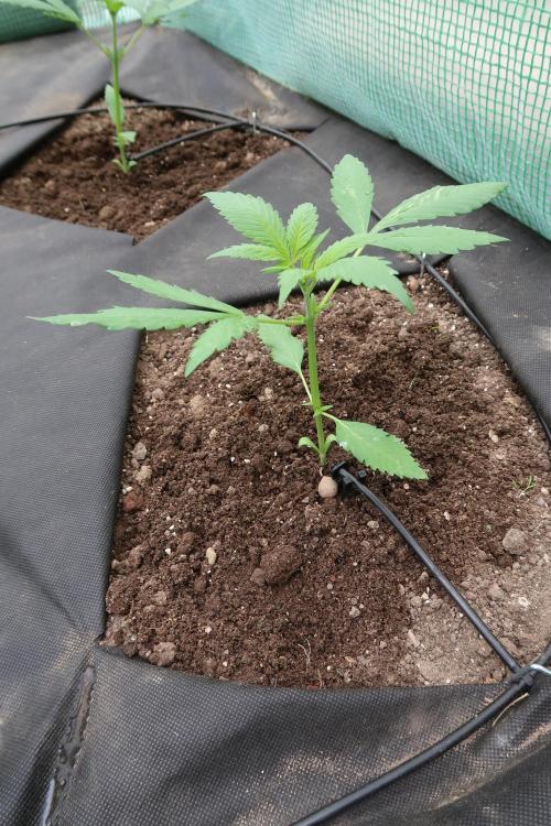 South Moravian outdoor garden 2026. Week 4