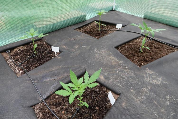 South Moravian outdoor garden 2026. Week 4