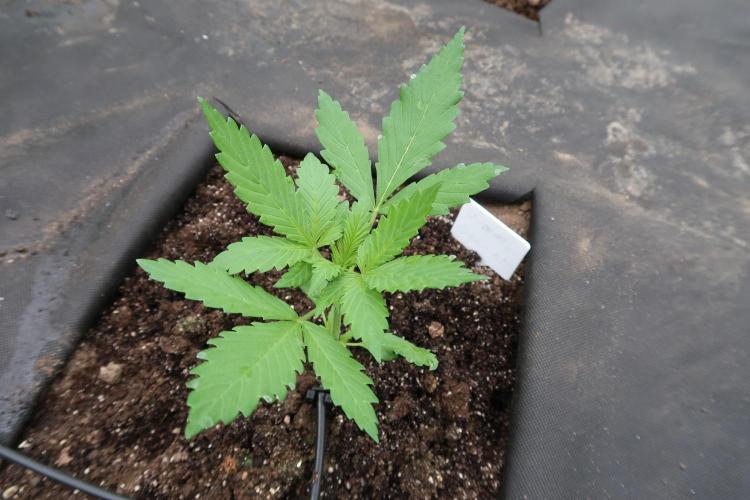South Moravian outdoor garden 2026. Week 4