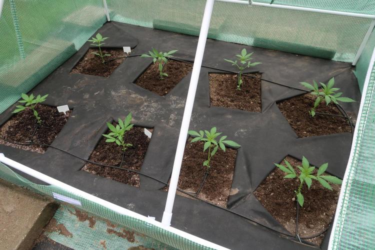 South Moravian outdoor garden 2026. Week 4