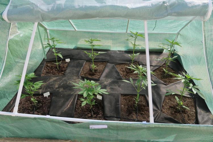 South Moravian outdoor garden 2026. Week 5