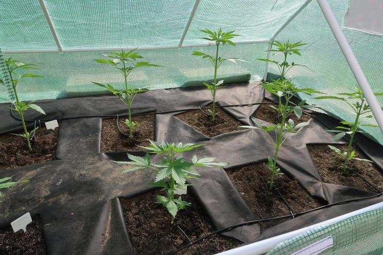 South Moravian outdoor garden 2026. Week 5