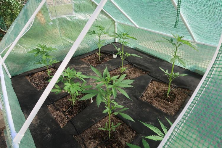 South Moravian outdoor garden 2026. Week 5