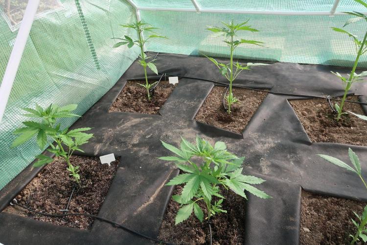 South Moravian outdoor garden 2026. Week 5