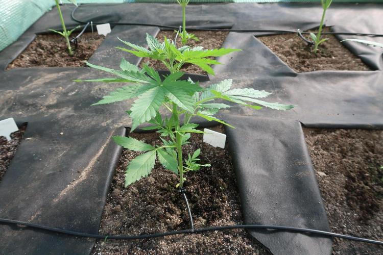 South Moravian outdoor garden 2026. Week 5