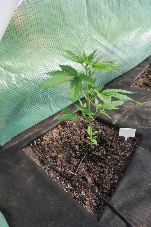 South Moravian outdoor garden 2026. Week 5