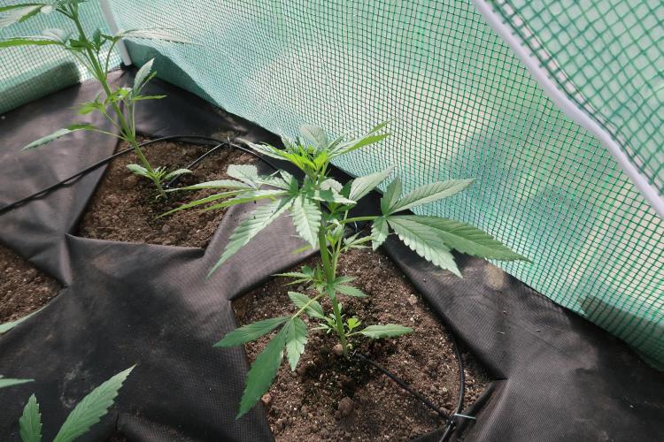 South Moravian outdoor garden 2026. Week 5