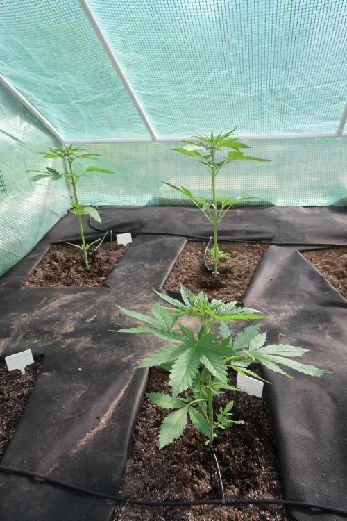 South Moravian outdoor garden 2026. Week 5