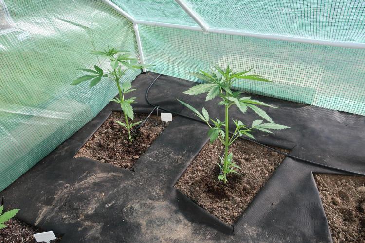 South Moravian outdoor garden 2026. Week 5