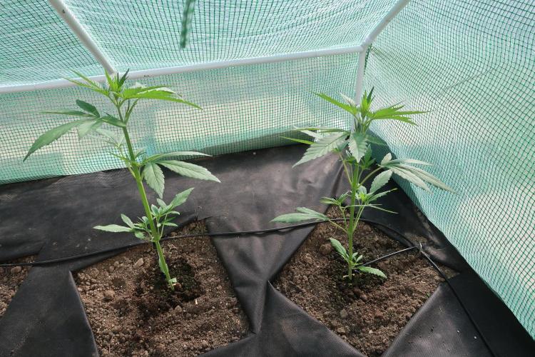 South Moravian outdoor garden 2026. Week 5