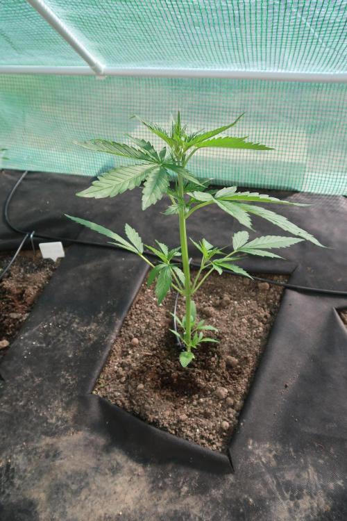South Moravian outdoor garden 2026. Week 5