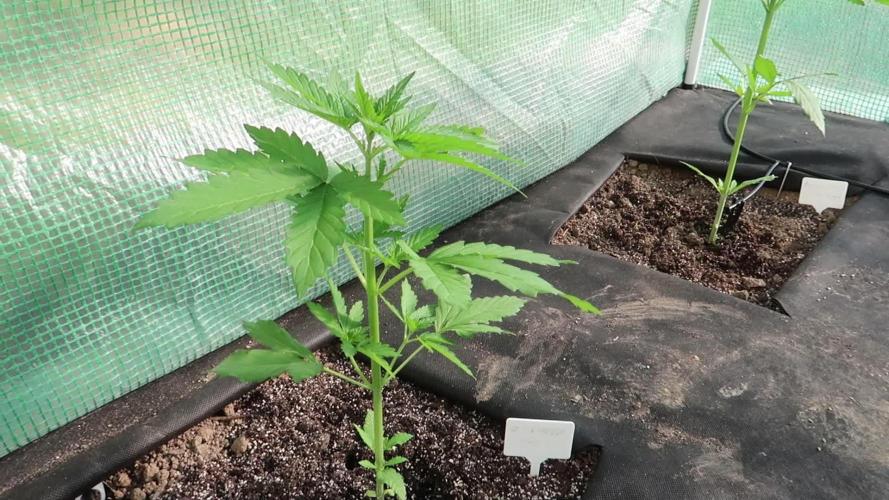 South Moravian outdoor garden 2026