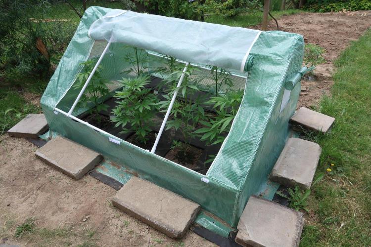 South Moravian outdoor garden 2026. Week 6