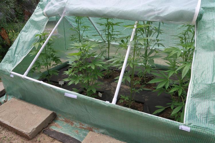 South Moravian outdoor garden 2026. Week 6