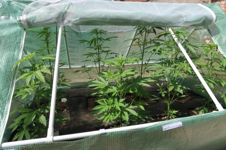 South Moravian outdoor garden 2026. Week 6