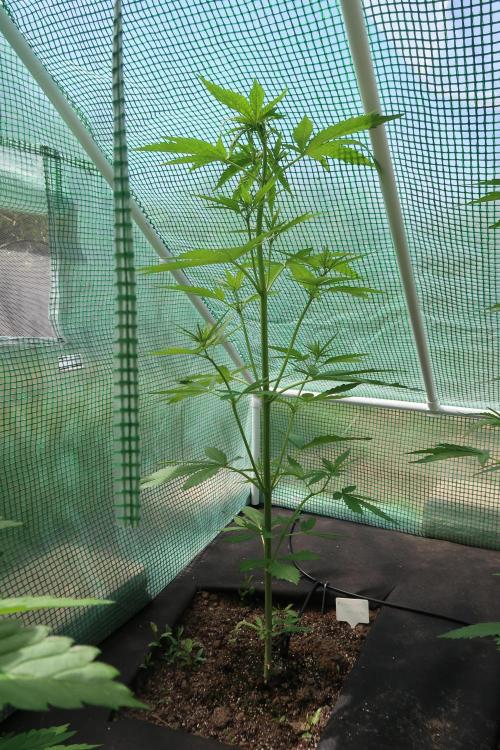South Moravian outdoor garden 2026. Week 6