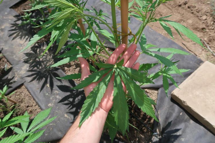 South Moravian outdoor garden 2026. Week 6 - Strawberry Gorilla Auto