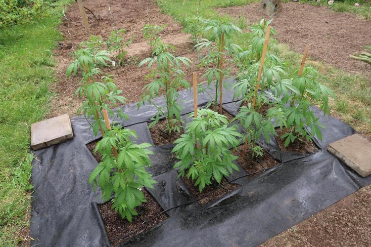 South Moravian outdoor garden 2026. Week 6