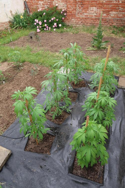 South Moravian outdoor garden 2026. Week 6
