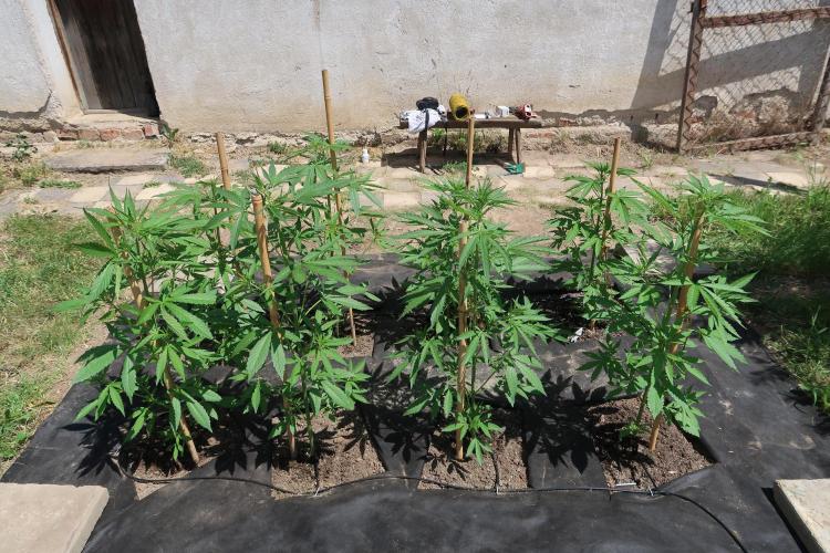 South Moravian outdoor garden 2026. Week 6