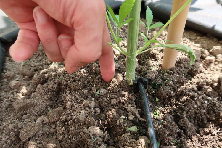 South Moravian outdoor garden 2026. Week 6