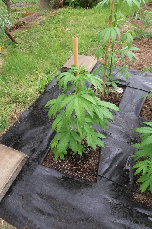 South Moravian outdoor garden 2026. Week 6 - Lemon Cherry Cookies Auto