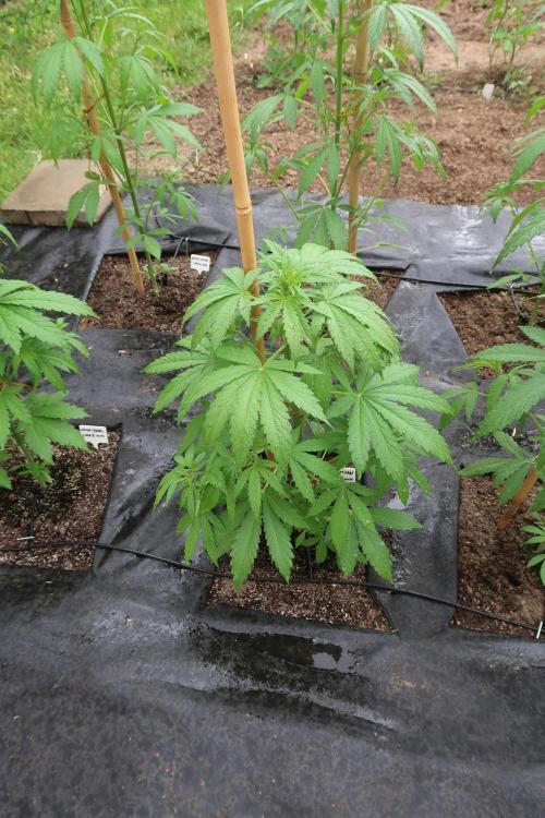 South Moravian outdoor garden 2026. Week 6 - Lemon Cherry Cookies Auto